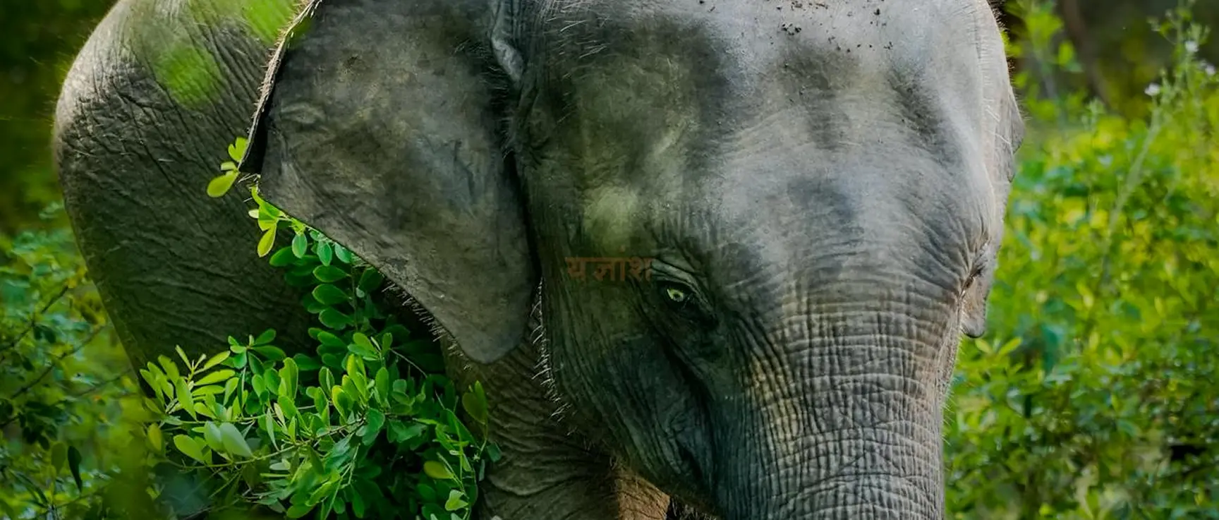 Close up of elephant eye and textured skin