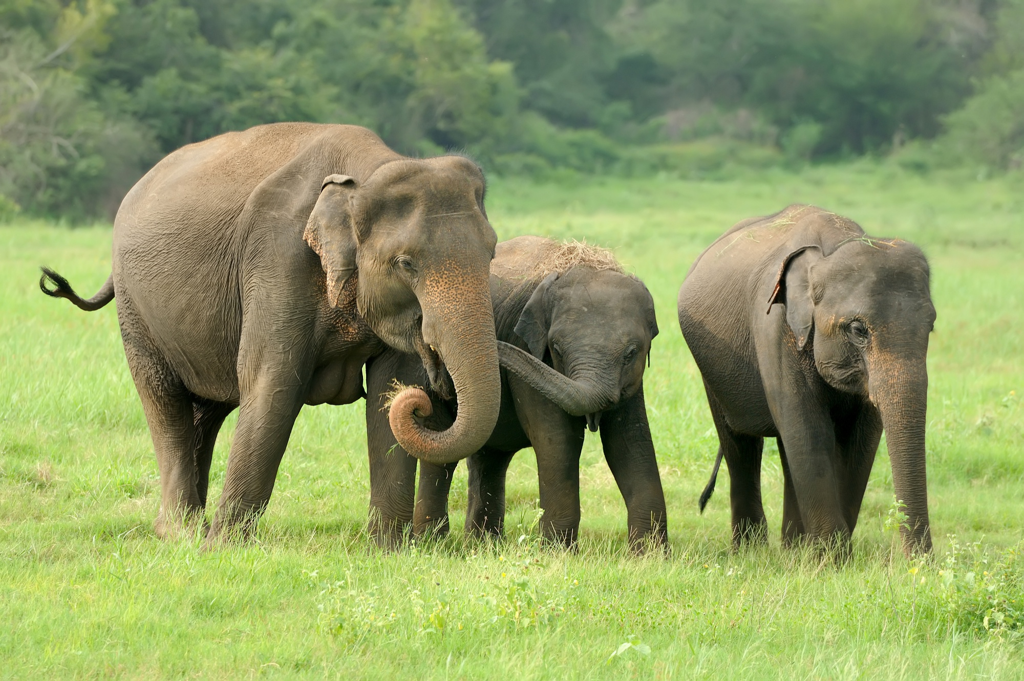 Large elephant walking on a dirt road in national park