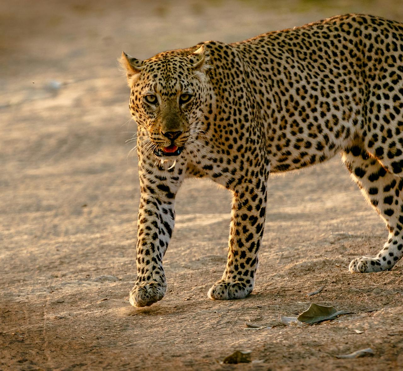 Leopard sleeping on a large rock formation