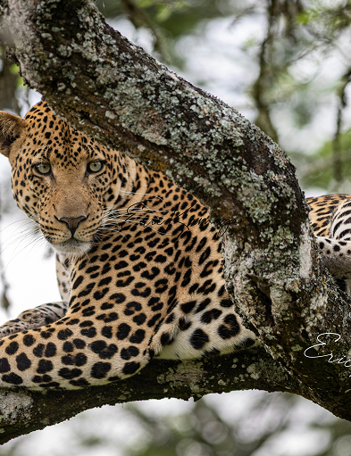 Video thumbnail of The Morning Roar