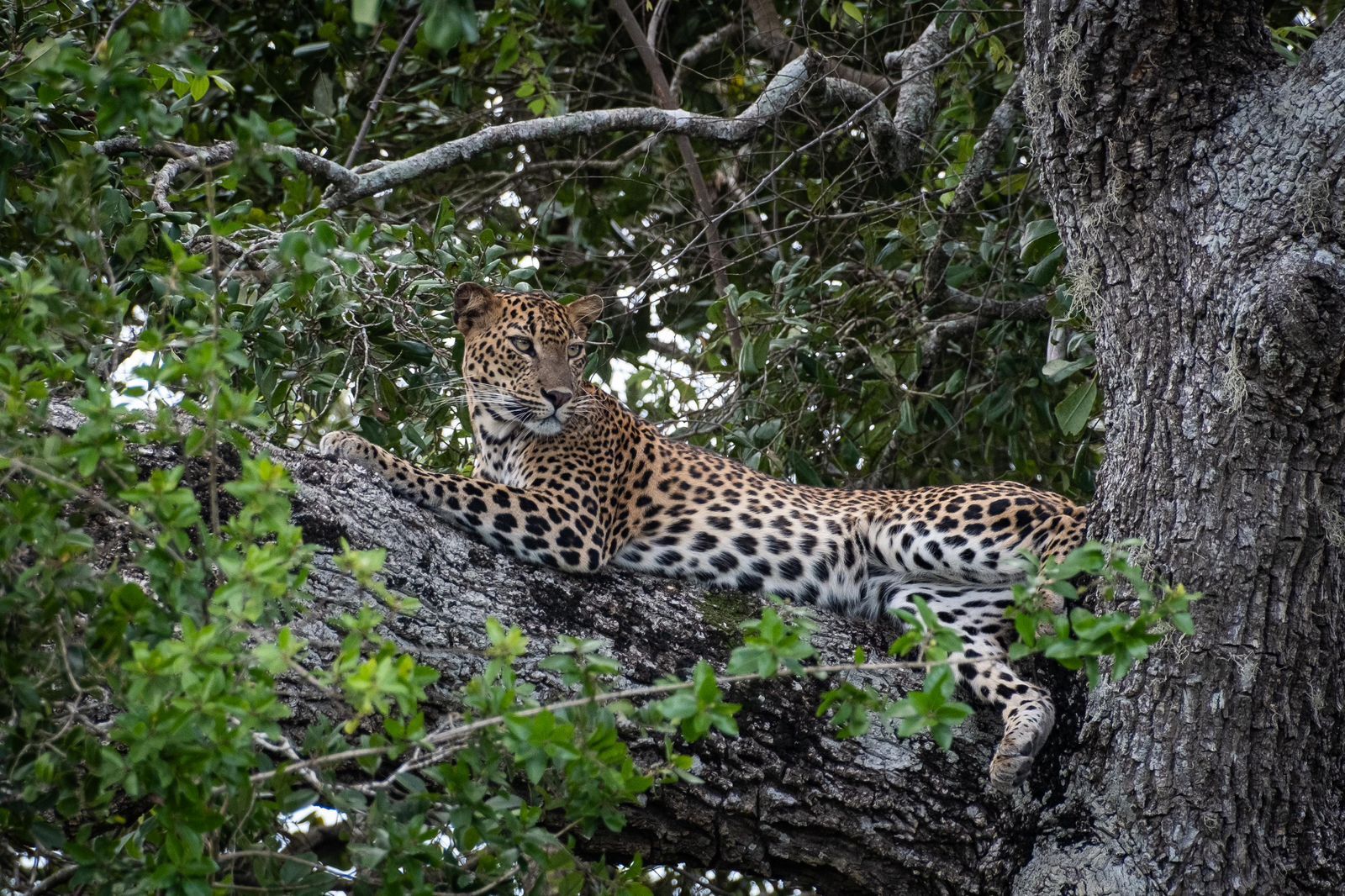 Private All-Inclusive Afternoon Safari