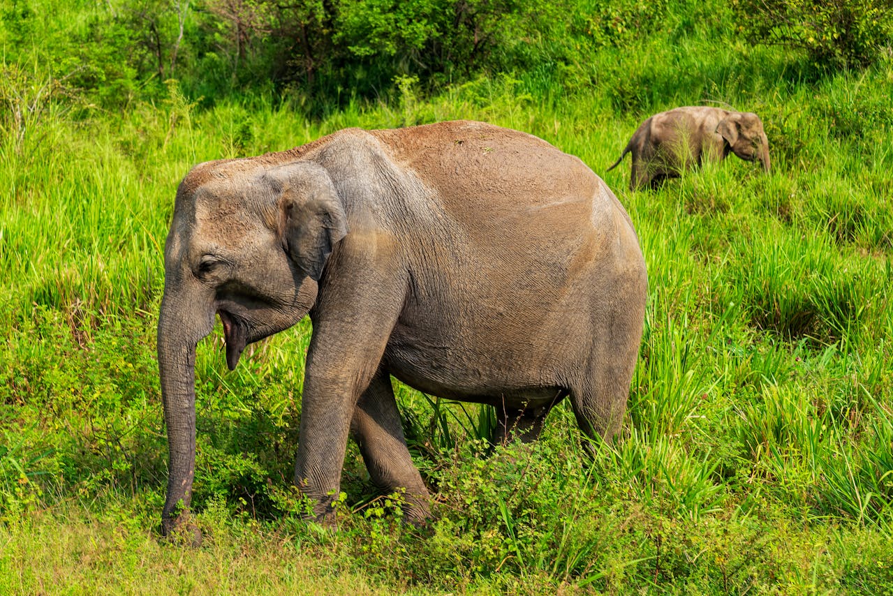 Private All-Inclusive Full-Day Safari